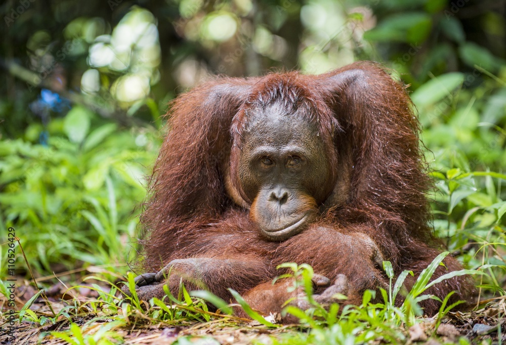 Orangutan Portrait. lose up at a short distance portrait of the orangutan. Bornean orangutan (Pongo pygmaeus) in the wild nature. Orangutan Portrait. lose up at a short distance portrait of the orangutan. Bornean orangutan (Pongo pygmaeus) in the wild nature.