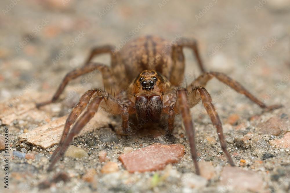 Macro photo of a Trochosa wolf spider on ground Macro photo of a Trochosa wolf spider on ground