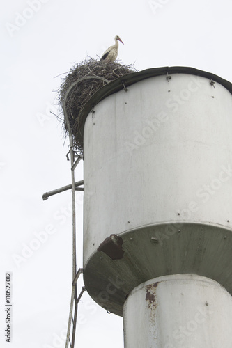 Stork. Curious stork. Stork at waterworks. Stork in the nest. photo