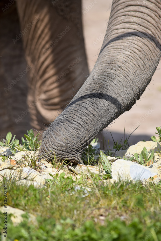 curious elephant trunk - Neugieriger Elefantenrüssel curious elephant trunk - Neugieriger Elefantenrüssel