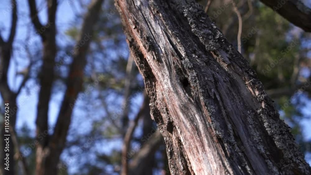 the tree trunk in the forest closeup the tree trunk in the forest closeup