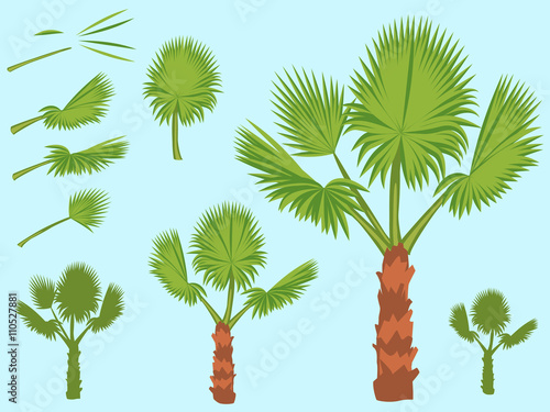 Set of fan palm round leaves. Fan Palm Tree