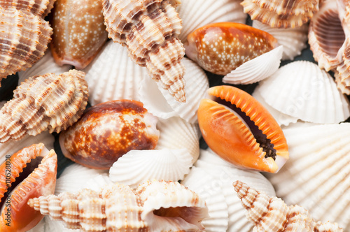 Scattered sea shells closeup background, top view