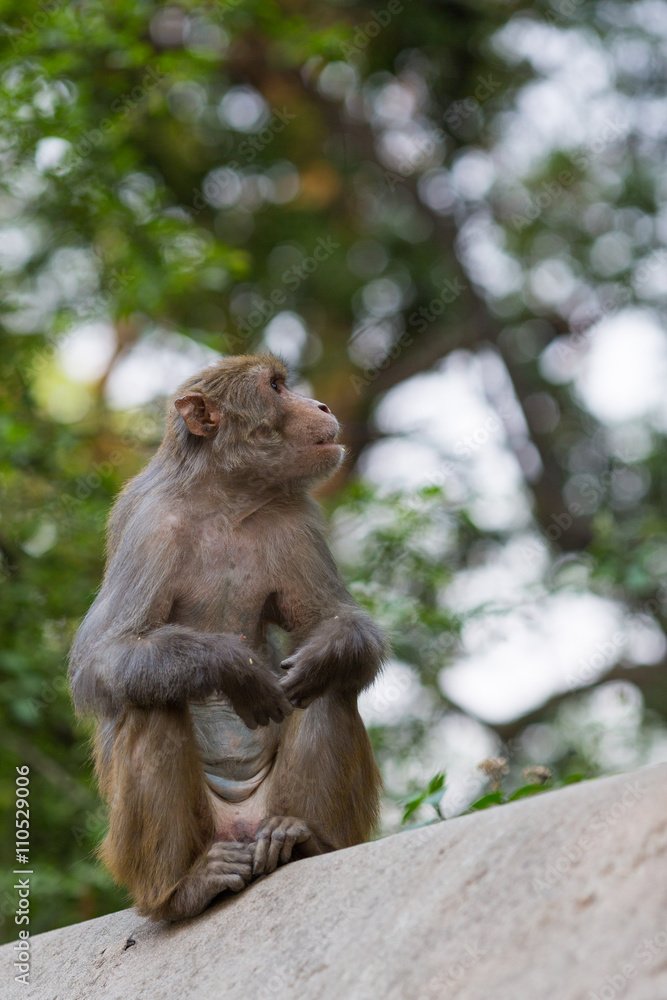Monkey Monkey