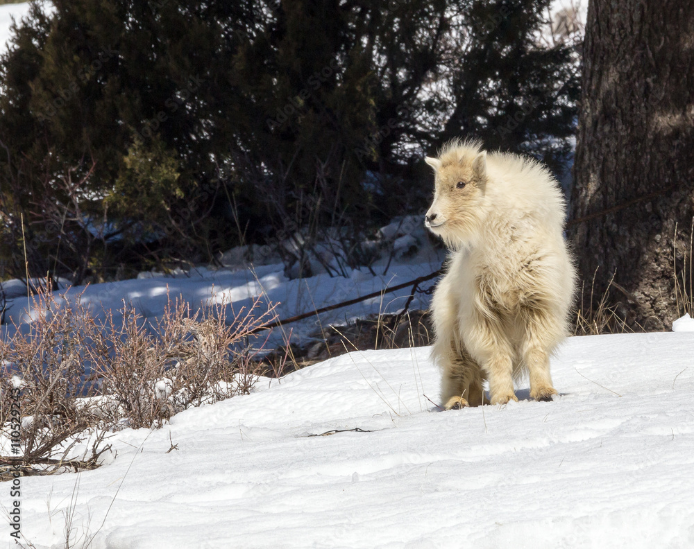 Naklejka premium Baby Mountain Goat