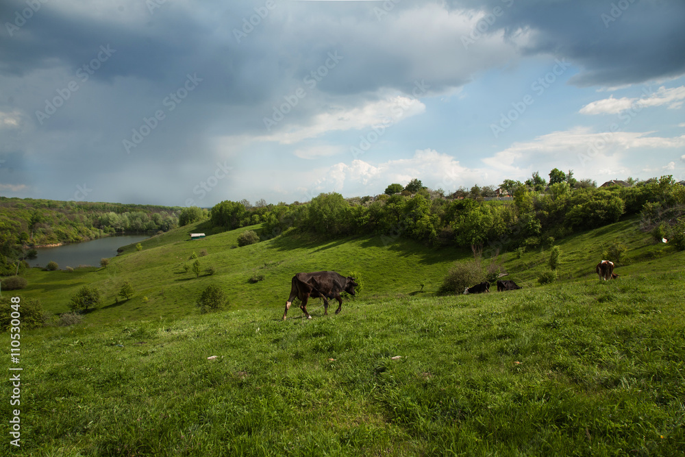 Cows On Meadow With Green Grass Cows On Meadow With Green Grass