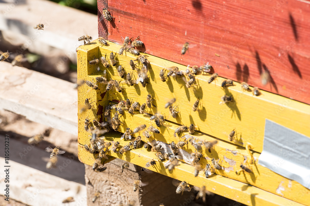 Bienenstand mit Holzbeuten 14 Bienenstand mit Holzbeuten 14