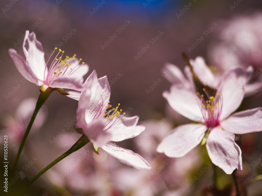 Fototapeta premium Pink Cherry Blossom