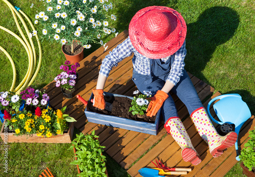 Woman wearing gloves, straw hat and wellington boots potting osteospermum flowers. Gardening concept. photo