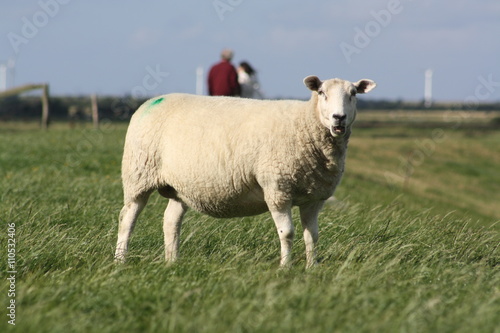 Schaf auf Föhr