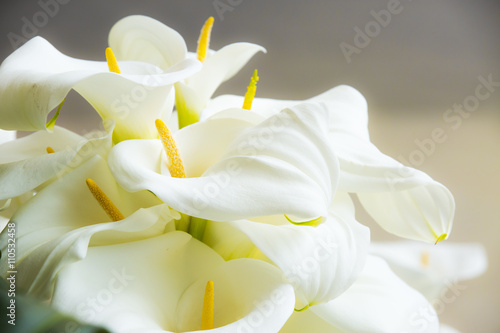 Canvastavla Calla lilies close-up.