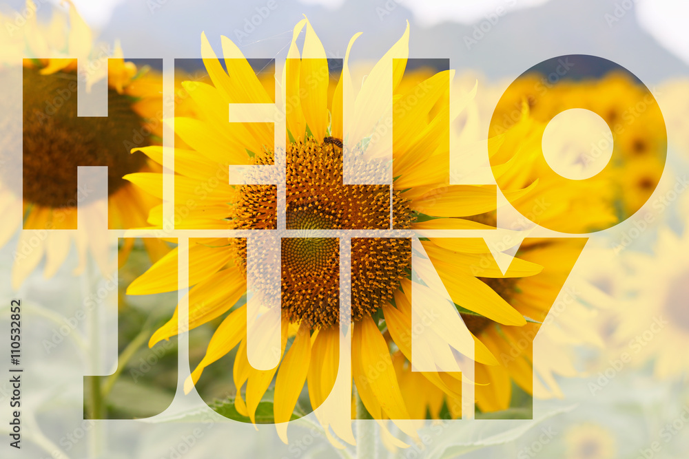 Hello July word on sunflower background - obrazy, fototapety, plakaty 