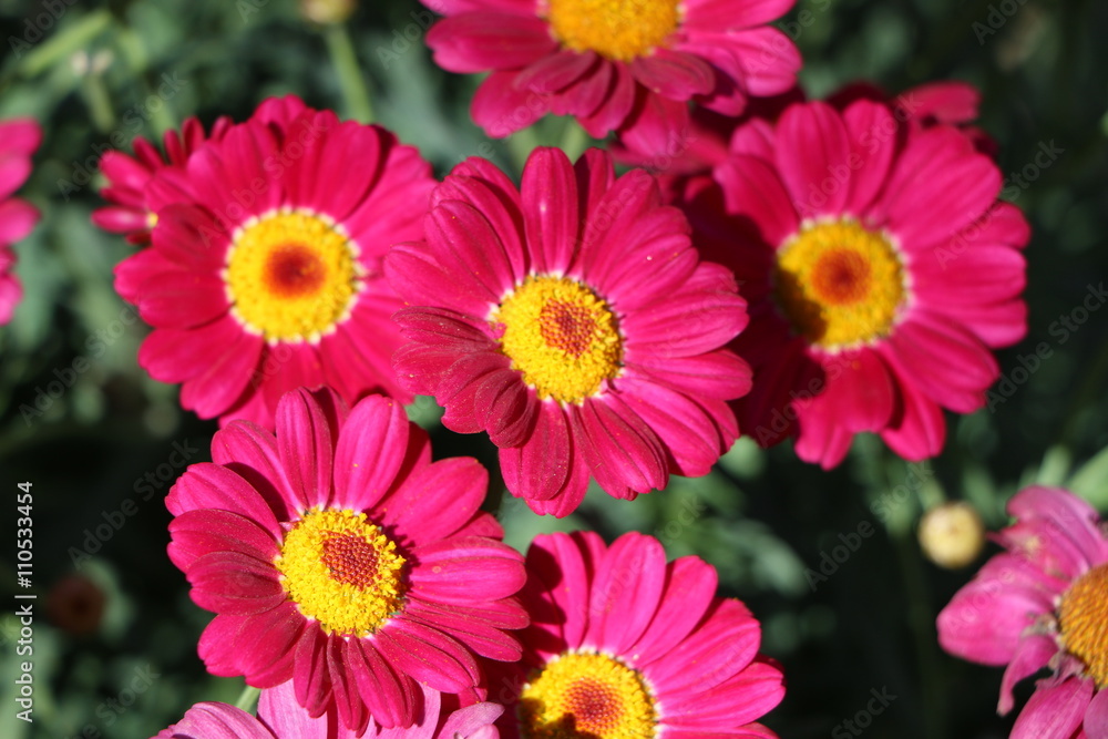 Rote Margeriten StockFoto Adobe Stock