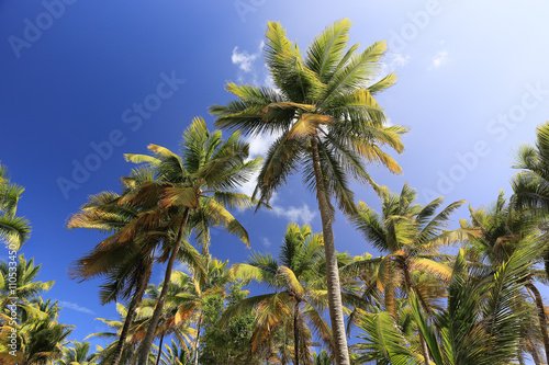 Palm trees on blue sky and white clouds on Martinique, perspecti