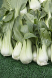 Green Pak Choi Cabbage
