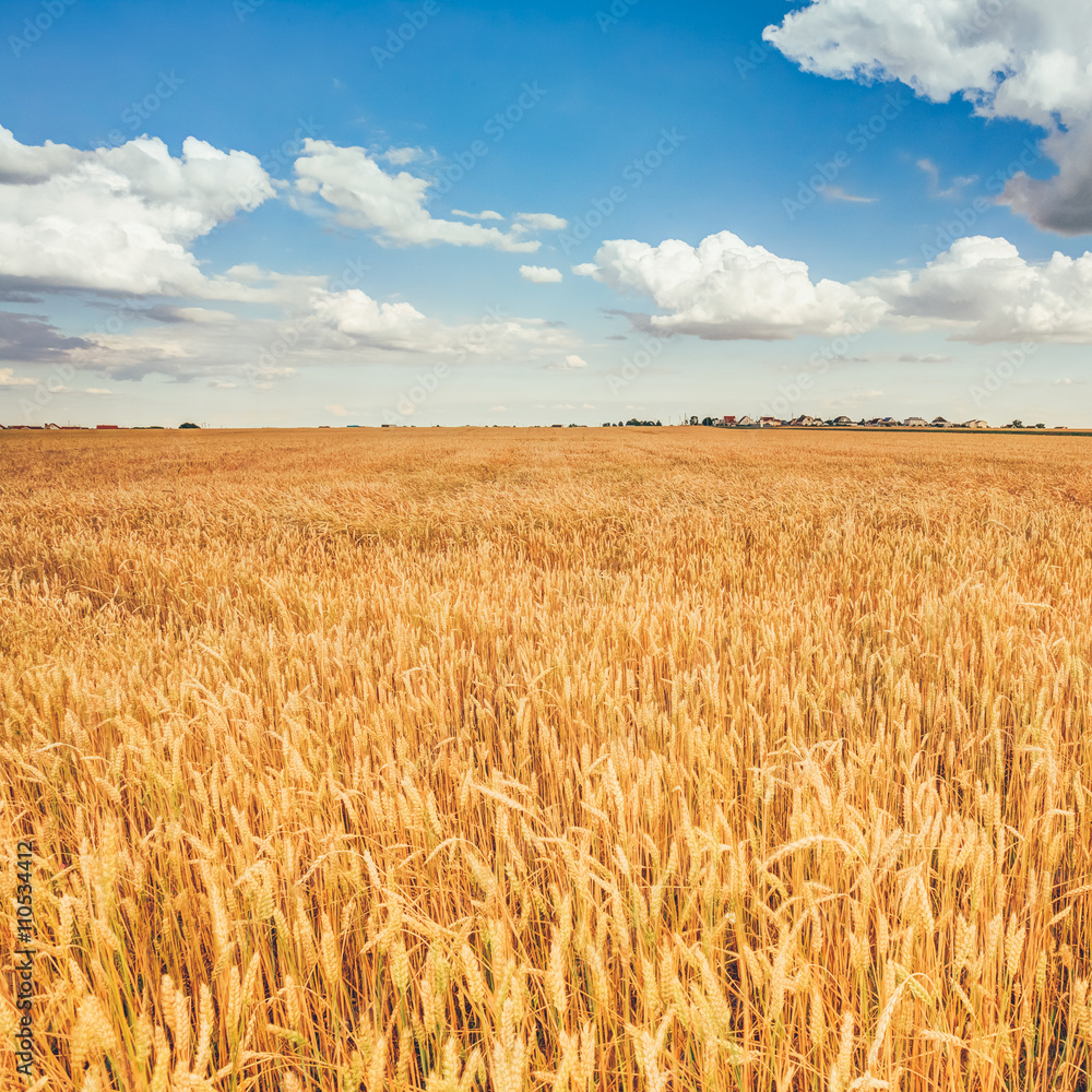 Yellow Wheat Ears Field On Under Blue Sky Background Yellow Wheat Ears Field On Under Blue Sky Background