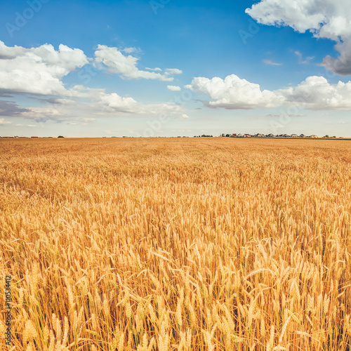 Yellow Wheat Ears Field On Under Blue Sky Background