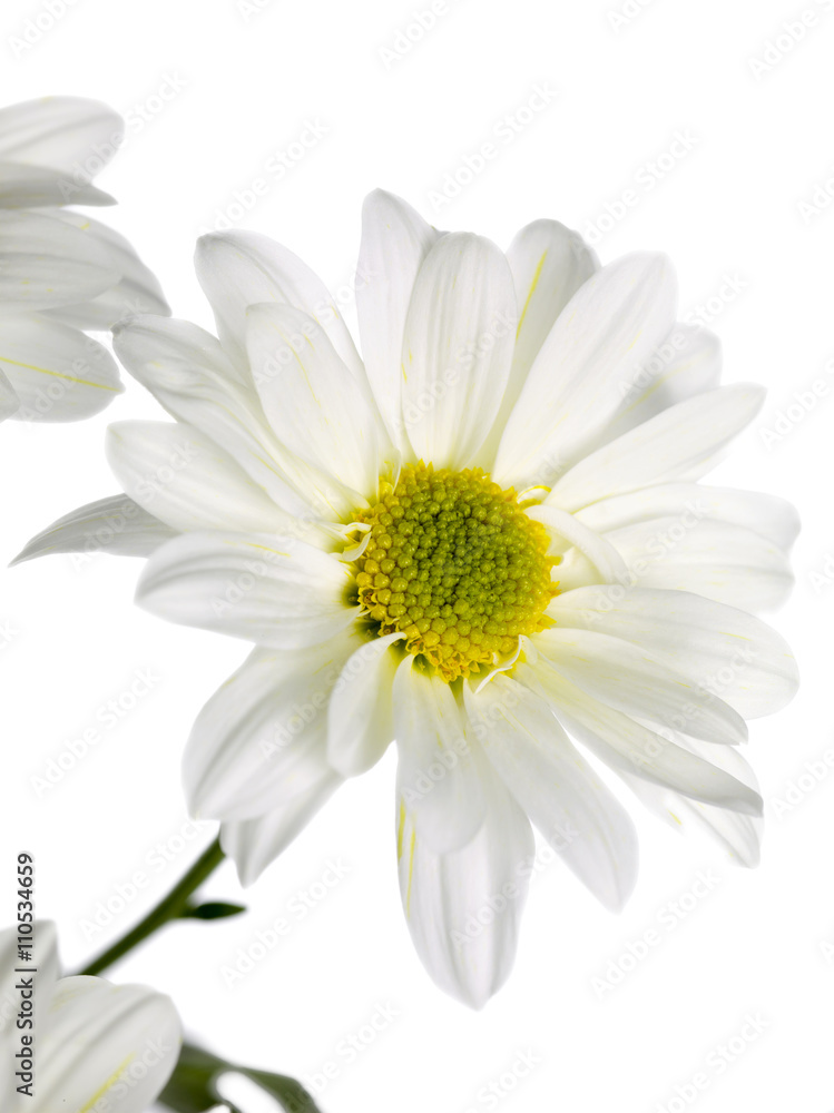 daisy standing on a white background daisy standing on a white background