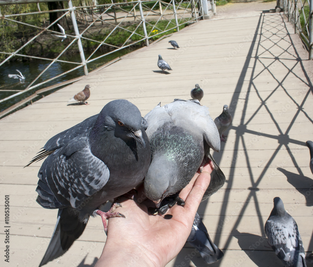 Fototapeta premium doves on hand