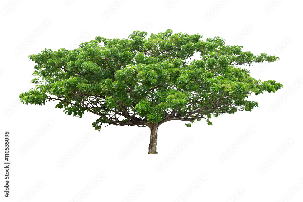Isolated tree Isolated tree