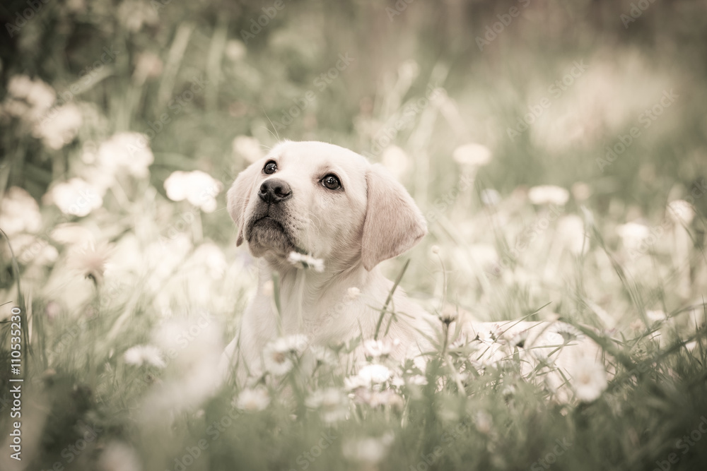 Labradorwelpe Labradorwelpe