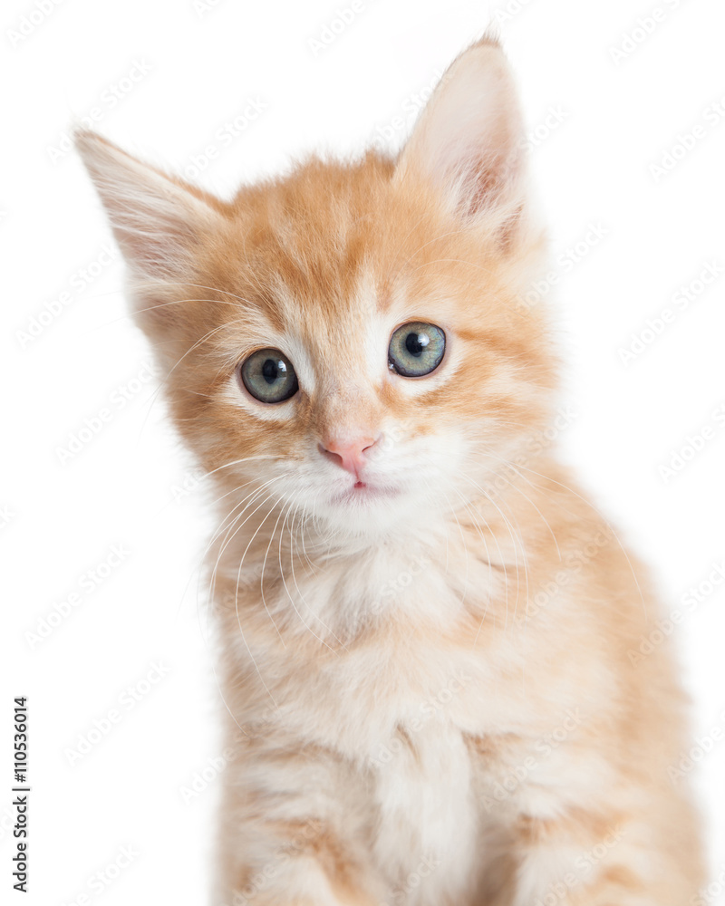 Adorable orange tabby kitty closeup