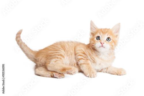 Wallpaper Mural Attentive kitten laying on side over white Torontodigital.ca