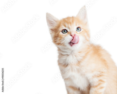 Fototapeta Naklejka Na Ścianę i Meble -  Closeup Portrait Hungry Kitten