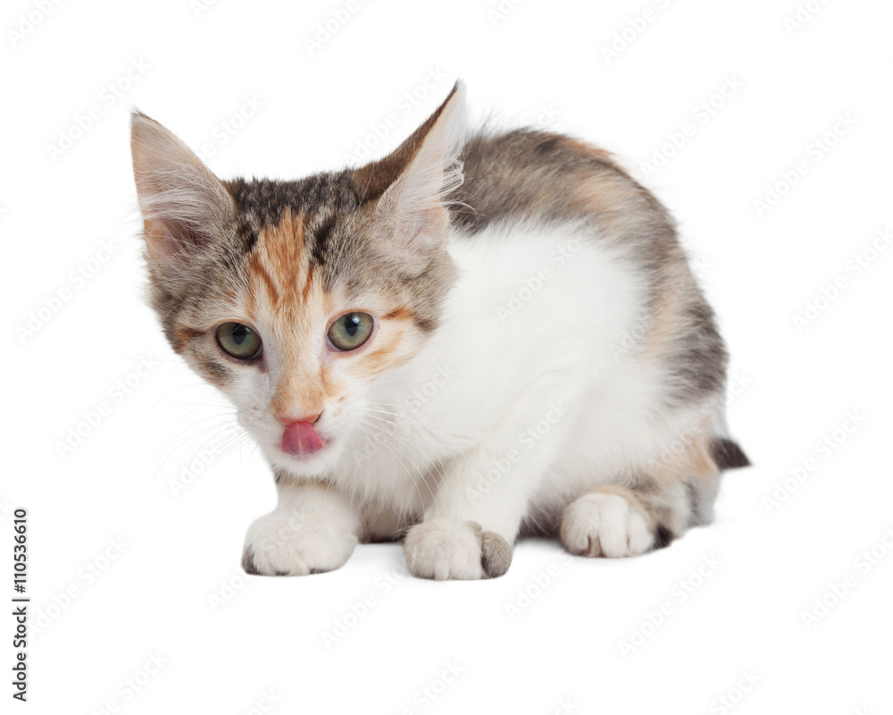 Fototapeta premium Hungry Kitten With Tongue Out