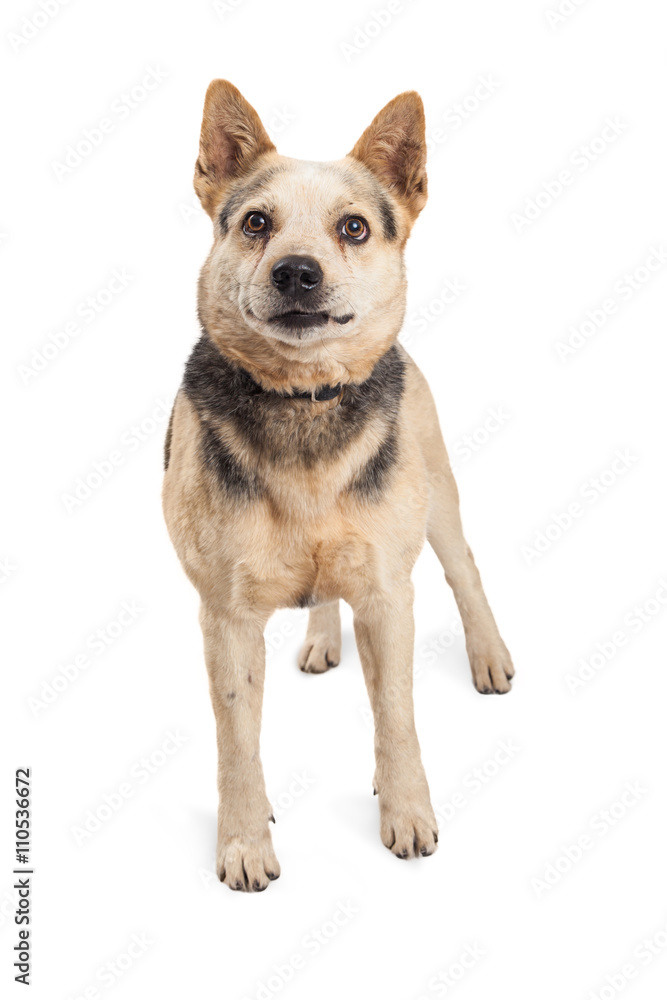 Mixed Large Breed Dog Standing Center Mixed Large Breed Dog Standing Center