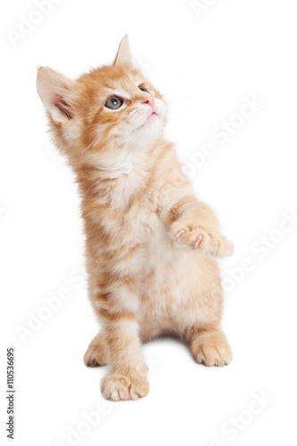 Orange kitty paw and eyes up