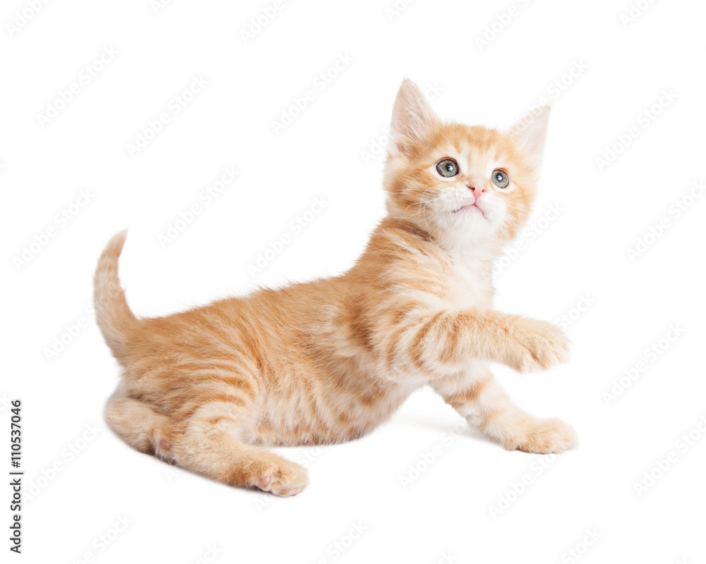 Playful orange kitten reaching paw forward