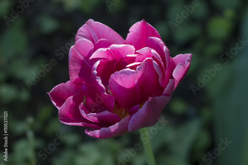 pink  red  yellow  tulips