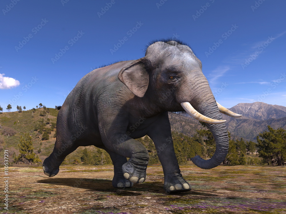 Obraz premium ゾウ