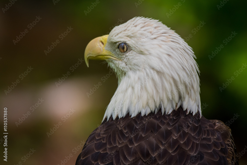 Bald Eagle Blinking Close Up Bald Eagle Blinking Close Up