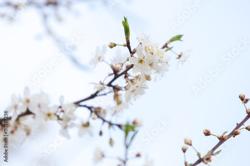 White flowers of apple tree on light blue sky