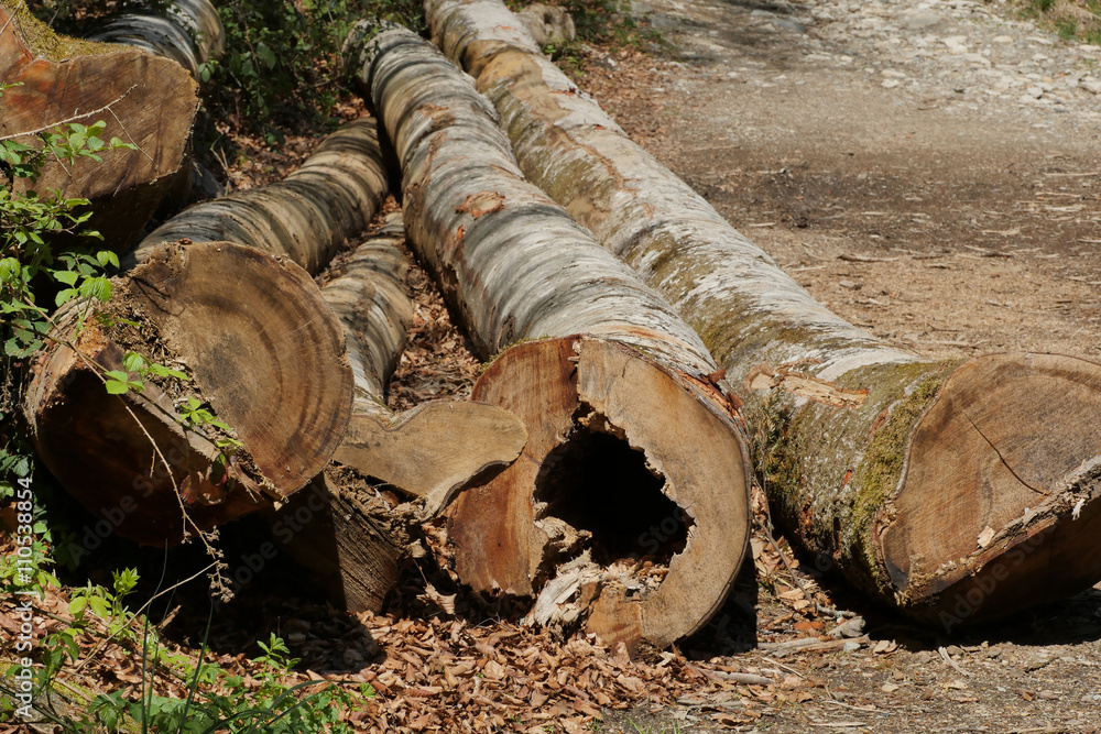 Fototapeta premium tree trunks on the roadside