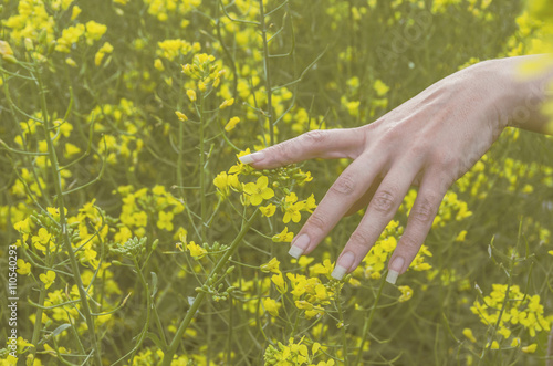 Woman's hand touching oil seed rape at cultivated agricultural field.Retro toned image close up shoot