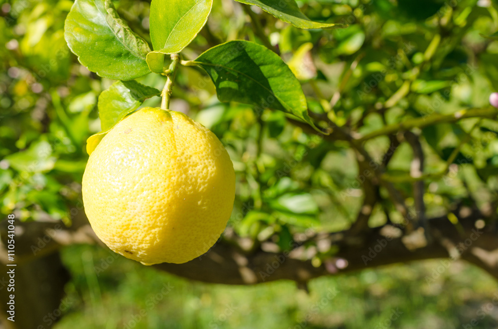 Lemon plantation