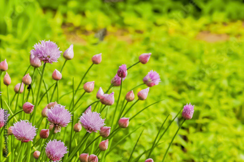 チャイブの花