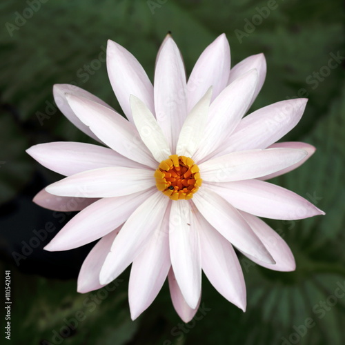 White Lotus Flower Top Down View