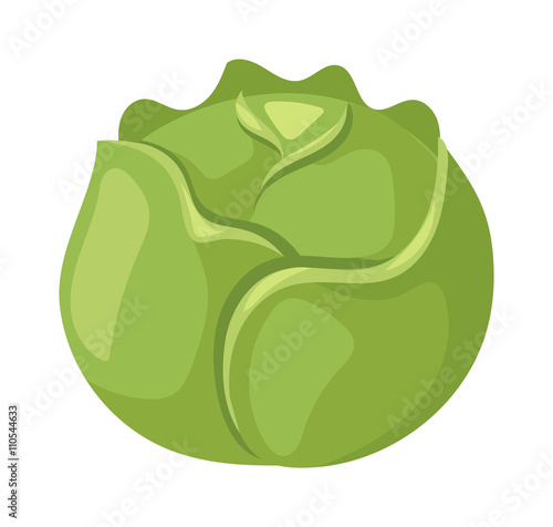 Brussels sprouts vector illustration.
