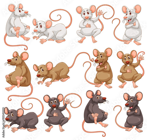Mouse with different fur color