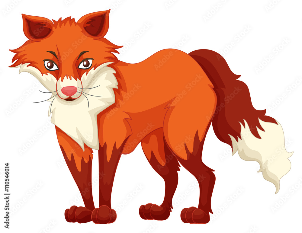 Obraz premium Red fox standing on white background