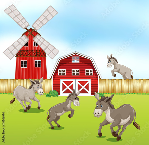 Donkeys in the farmyard