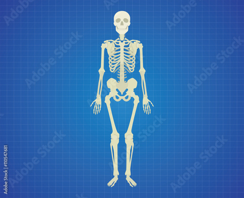 human skeleton with white color single isolated vector graphic illustration