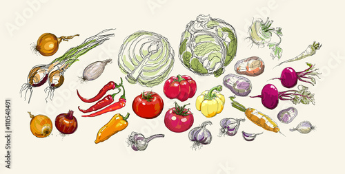 Fototapeta Naklejka Na Ścianę i Meble -  realistic vector hand drawing set of vegetables