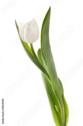 Wallpaper Mural white tulip Torontodigital.ca