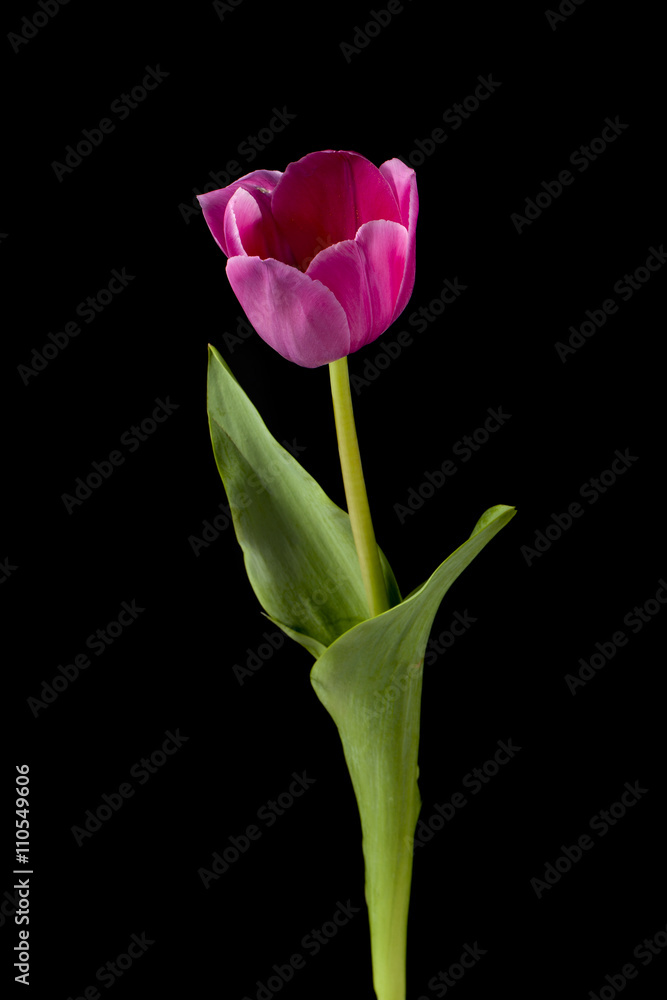 vertical image of a pink flower.