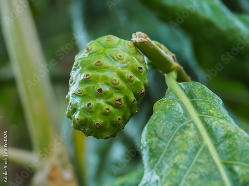 Green Fruit Of Great Morinda  Indian Mulberry  Beach Mulberry  Noni  Morinda Citrifolia  Tahitian Noni  Cheese Fruit